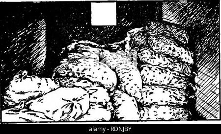 . La patata dolce; un manuale per il coltivatore di pratica. Patate dolci. Figura 46.- saccheggiata patate dolci che vengono spediti in stock car. Abbondanza di ventilazione, ma pericolosa su ac- conteggio delle variazioni di temperatura. altri. Con un panno-top di barili, meno lividi sarà per- haps risultato se lo strato superiore viene caricato su di sentina. Quando caricato in quest'uomo- ner il panno-tops dovrebbe essere collocato a- ward l'interno, par- ticularly nella porta- modo. In vecchi veicoli di dimensioni a volte è necessario caricare tutte le canne su cui sentina sono nel vano della porta per assicurare un accoppiamento a tenuta. In tutti i casi i portali devono essere spogliato fino Foto Stock