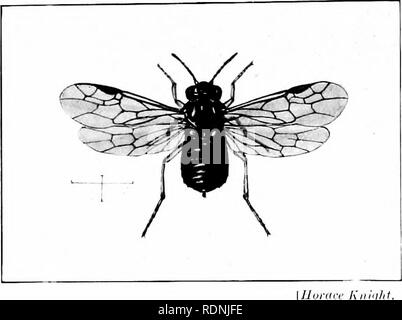 . Gli insetti ed altri parassiti alleate di Orchard, Bush e serra la frutta e la loro prevenzione e trattamento . Pesti di insetto; frutta. 378 pesti di insetto. La femmina pone un singolo uovo in ogni Ijlossom non aperto, la perforazione del Ijlossom, secondo Kollar (4), in parte con tacche del calice, rendendo un oliliqne ojjening, e introduce immediatamente il suo uovo nella più profonda ]-iart. Tlie uovo è molto minuto, verdognolo- whitrand trasparente. Esso hatclies in pochi giorni (variamente stimata da un veeh per una quindicina di giorni), e tlieu il giovane larva costringe la sua via nella embyro frutta e si nutre di tlie develo Foto Stock