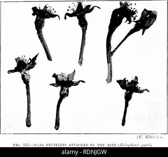 . Gli insetti ed altri parassiti alleate di Orchard, Bush e serra la frutta e la loro prevenzione e trattamento . Pesti di insetto; frutta. 354 pesti di insetto. lilack. Questi "galli " variano da semplici macchie fino a pollici in lunghezza. Molti spesso unite, e poi la lascia cadere. L'effetto può essere notato appena le foglie iniziano a dispiegare, ed è in questo periodo in anticipo che tanto il danno è fatto. Sui frutticini piccole pustole rossastre vengono visualizzati non appena il fiore è caduto o persino ^^â lleu ancora fuori. Aggredito frutticini furono notati per essere interamente distrutti, ma a volte hanno un]ipear tu particol Foto Stock