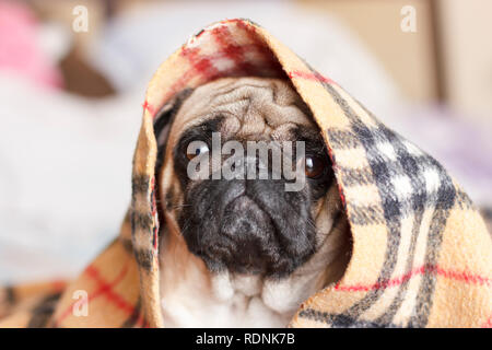 Triste cane pug in una coperta a scacchi Foto Stock