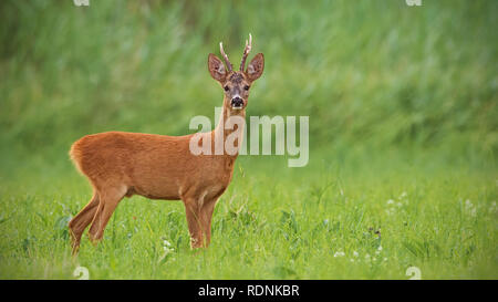 Il capriolo Capreolus capreolus, buck con verde chiaro sfondo sfocato. Foto Stock