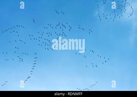 Gru (grus grus) raccogliere sul cielo blu di volare a sud, la migrazione degli uccelli, Münster, Nord Reno-Westfalia, Germania Foto Stock