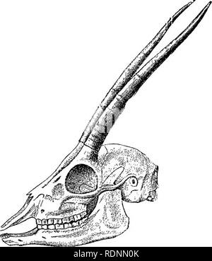 . Diciassette viaggi attraverso il Somaliland e una visita in Abissinia; con prefazione supplementare sul 'Mannuncio Mullah' levate. Maxamad Cabdulle Xasan, 1864-1920; Etnologia; Zoologia. X VIAGGIO A WEBBE SHABELEH FIUME 267 filettato e il nostro modo di camp, portando l'asino, attraverso le tenebre. Invio di cavalieri la mattina successiva, le tracce della coppia non poteva essere trovato, così è stato deciso che i loro ruggiti deve avere sia stata pronunciata da un'immensa distanza o che devono essere stati i diavoli! Ma penso che grazie al tempo umido, la loro voce è apparso molto più vicini di quanto sia realmente sono stati. Il mio lasciare b Foto Stock