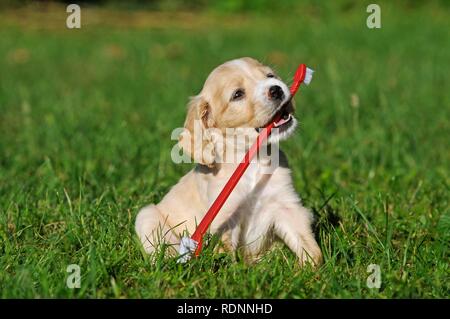 Spaniel Mongrel, cucciolo di 6 settimane di età, si siede nel prato e gioca con uno spazzolino da denti, Austria Foto Stock