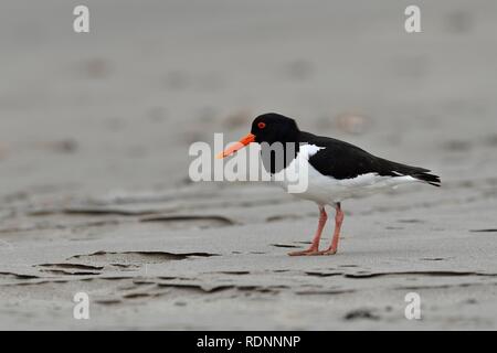 Eurasian oystercatcher (Haematopus ostralegus), old bird sorge sulla spiaggia, Varanger, Norvegia Foto Stock