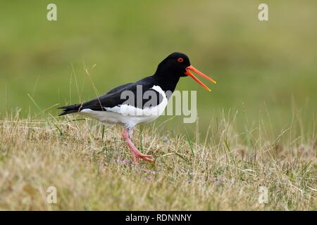 Eurasian oystercatcher (Haematopus ostralegus), uccello adulto in piedi su erba, Varanger, Norvegia Foto Stock