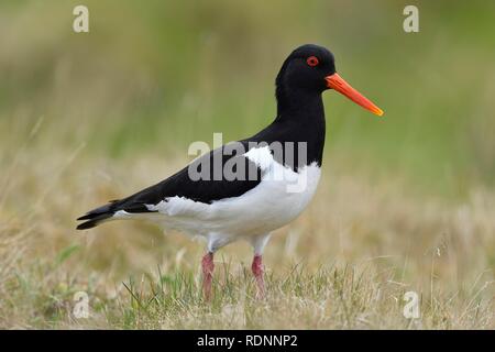 Eurasian oystercatcher (Haematopus ostralegus), uccello adulto in piedi su erba, Varanger, Norvegia Foto Stock