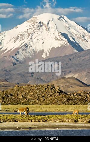 Vicugnas (Vicugna vicugna) nella parte anteriore del vulcano Pomerape, Lauca Parco Nazionale e Riserva della Biosfera dall'UNESCO Foto Stock