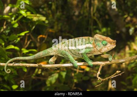 Flat-casqued Chameleon (Calumma globifer), endemica, Madagascar, Africa Foto Stock