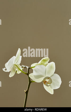 Un White Orchid,Palaenopsis,fiori alla fine di un peduncolo con uno sfondo semplice Foto Stock