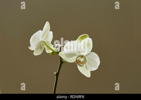 Un White Orchid,Palaenopsis,fiori alla fine di un peduncolo con uno sfondo semplice Foto Stock