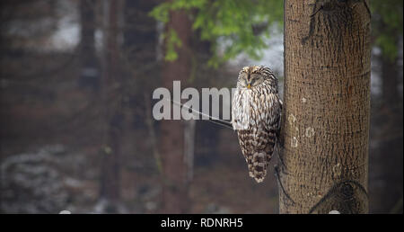 Allocco degli Urali, Strix uralensis, dormendo in una foresta nascosta da un albero. Foto Stock