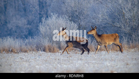 Cervi, Cervus elaphus, in esecuzione sul prato con gelo erba coperto in inverno. Foto Stock