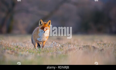 Red Fox, vulpes vulpes, su un prato al tramonto. Foto Stock