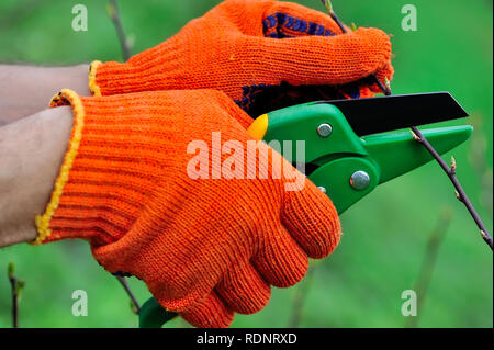 Le mani con guanti di giardiniere facendo un lavoro di manutenzione, la potatura, la struttura ad albero Foto Stock