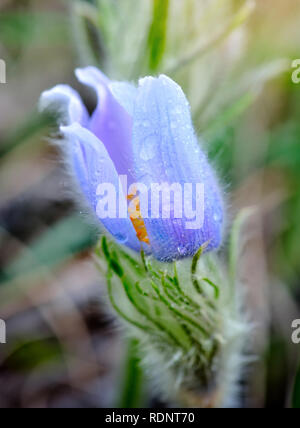 Viola "pasque fiori (Pulsatilla patens). Fiore di primavera Foto Stock