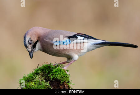 Ghiandaia Foto Stock