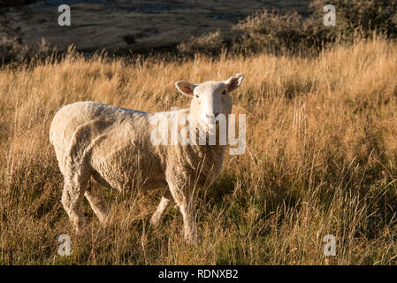 L'inizio del Rob Roy Glacier via conduce gli escursionisti attraverso pascoli pieno di animali allevati a pascolo in Matukituki Valley vicino a Wanaka. Foto Stock