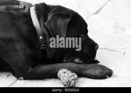 Cane nero di cane corso.. foto in bianco e nero Foto Stock