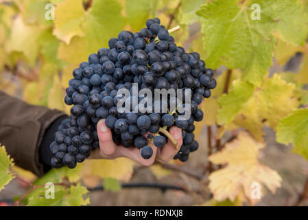 La raccolta di ripe grappoli di uva in una vigna a Wanaka, South Island, in Nuova Zelanda. Foto Stock