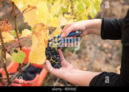 La raccolta di ripe grappoli di uva in una vigna a Wanaka, South Island, in Nuova Zelanda. Foto Stock