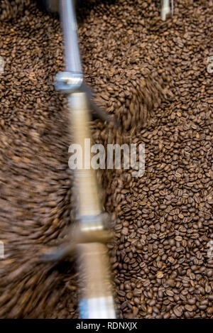 La tostatura i chicchi di caffè al Caffè Avana lavora a Wellington, Nuova Zelanda. Foto Stock