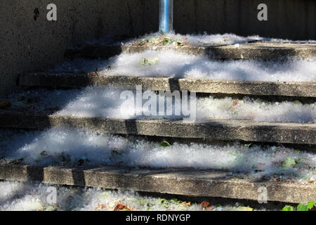 Semi di pioppo lanugine raccoglie su calcestruzzo scale. Foto Stock