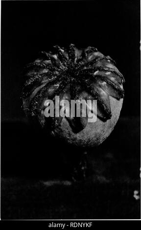 . Luther Burbank, i suoi metodi e scoperte e la loro applicazione pratica;. Di allevamento vegetale. Lo Stigma gu un papavero, fortemente ingrandita la stigmatizzazione del fiore può essere variamente modificato per facilitare la ricezione del polline. Questa immagine mostra il curioso organizzare- mento nel caso di un papavero. I grani di polline depositato su questa superficie dello stimma inviare piccoli tubi che penetrano la stigmatizzazione e infine a rendere il loro modo per l'ovulo o seme caso, portando il nucleo che unisce con la nuclues della cellula uovo, effettuando così la fecondazione. Ogni cellula uovo è fecondato da un singolo il polline nu Foto Stock