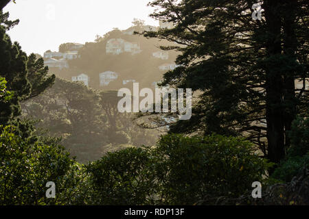 Vista della zona residenziale di Wellington, Nuova Zelanda, da Wellington Botanic Garden nel sobborgo di Kelburn. Foto Stock