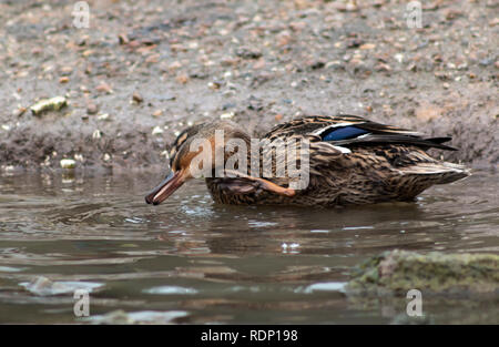 Mallard duck allunga il proprio collo e utilizzando il suo piede a graffiare il mento Foto Stock