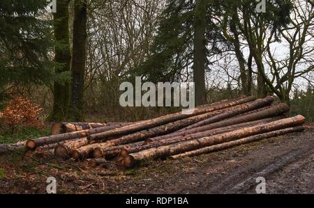 Grappolo di alberi abbattuti nei pressi di un sito di registrazione in attesa di essere allontanato. Foto Stock