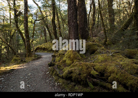 A curving trail leads through a beech forest at the start of the Routeburn Track near Glenorchy, South Island, New Zealand. Foto Stock