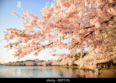 WASHINGTON DC - i fiori di ciliegio raggiungono il picco della fioritura lungo le rive del bacino delle maree. Questi alberi fioriti, originariamente un regalo dal Giappone nel 1912, attirano migliaia di visitatori ogni primavera per il National Cherry Blossom Festival. Foto Stock
