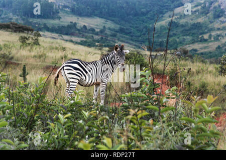 Le pianure zebra (Equus quagga) o la Burchell Zebra in piedi nel paesaggio collinare di Hluhluwe Imfolozi Park,una riserva di caccia,KwaZulu-Natal,Sud Africa Foto Stock