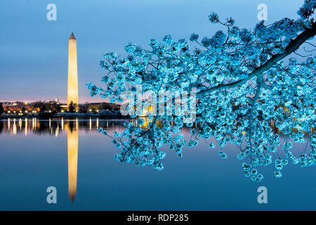 WASHINGTON DC, Stati Uniti d'America - ogni primavera, migliaia di alberi di ciliegio che intorno al bacino di marea in Washington DC scoppiò in Bloom, rendendo per una grande attrazione turistica. Gli alberi non sono normalmente illuminata di notte - questa è una foto con il flash colorati gel. [Luci colorate] Foto Stock