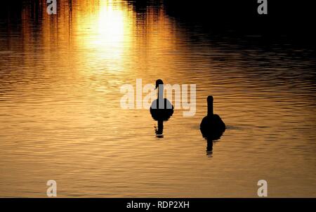 Silhouette riflessione della coppia di giovani cygnet cigni nuotare al tramonto sulla gora a Eling mulino di marea, Totton, Southampton, Hampshire, Inghilterra, Regno Unito Foto Stock