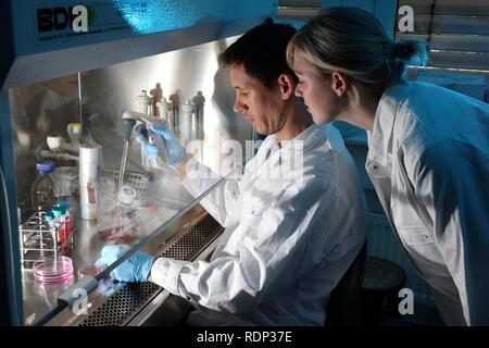 Laboratorio di biotecnologie, flusso laminare, uno scienziato è il pipettaggio di un mezzo di coltura cellulare in una capsula di petri, centro per uso medico Foto Stock