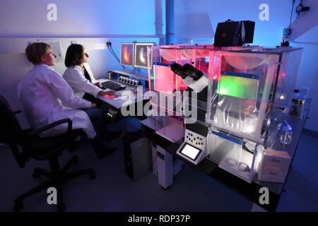 La biotecnologia, microscopio a fluorescenza, una versione speciale di un microscopio luminoso che può visualizzare marcati fluorescenti Foto Stock