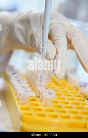 Laboratorio, il pipettaggio di campioni di DNA in provette Eppendorf, Centro di biotecnologia medica Università Duisburg-Essen Foto Stock