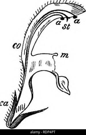 . Conferenze scientifiche. Scienza e storia naturale; Archeologia. Fig. 2.-fiore di Lamium album.. Fig. 3.-Sezione di ditto. espanso in corrispondenza della estremità superiore (Fig. 2), dove il lobo inferiore della corolla costituisce una piattaforma, su ciascun lato della B. Si prega di notare che queste immagini vengono estratte dalla pagina sottoposta a scansione di immagini che possono essere state migliorate digitalmente per la leggibilità - Colorazione e aspetto di queste illustrazioni potrebbero non perfettamente assomigliano al lavoro originale. Carrollton, Giovanni, Sir, 1834-1913. Londra, New York, Macmillan e Co. Foto Stock