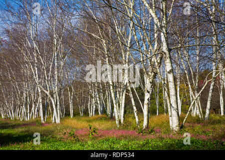 Bianco betulla paesaggio, abstract bosco, Vermont, autunno New England colorati alberi autunnali lascia blu cielo foresta paesaggio Stati Uniti Foto Stock