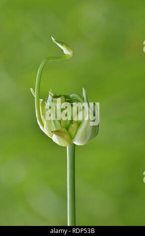 Una cipolla selvatica impianto (Allium canadense) trovato da una via navigabile in Texas. Il bulbo piccolo sulla parte superiore si sta aprendo e rivelando la vita nuova. Foto Stock