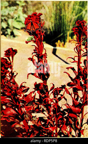 . Luther Burbank, i suoi metodi e scoperte e la loro applicazione pratica;. Di allevamento vegetale. Aiuti dalla farfalla di questa immagine mostra la farfalla al lavoro sul principe di piume o cresta di gallo fiore. La farfalla gioca da nessuno mezzi così importante una parte come l'ape in pianta la fecondazione, ancora costantemente trans- porti il polline, e ci sono molti tipi gu fiori tubolari che dipendono interamente da farfalle o falene jor cross-Jertili- zalion. Pensiamo gu la farfalla come leader di un assolutamente inconsulta la vita, ma io$ molto uso- ful cittadino nel giardino fiorito. Si prega di notare che queste immagini una Foto Stock