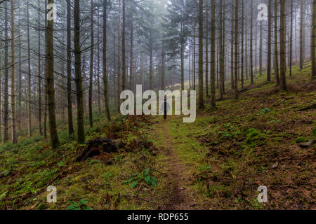 Immagine di una donna che cammina tra i pini del bosco con la nebbia in una misteriosa e fredda mattina su una giornata invernale nelle Ardenne belghe Foto Stock