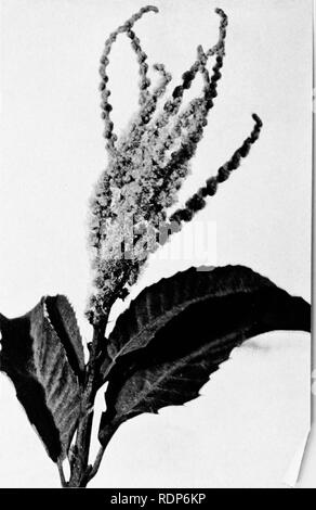 . Luther Burbank, i suoi metodi e scoperte e la loro applicazione pratica;. Di allevamento vegetale. Pollen-Bearing Fiore di castagno Il castagno porta il suo polline e i suoi ovuli separatamente. Essa dipende in larga misura dal vento per il trasferimento del polline e quindi non sviluppare una cospicua busta floreale di attrarre gli insetti. Il ammassato in fioritura, nonostante o/ le loro piccole dimensioni individuali, sono ben visibili, come questa immagine mostra. Il polline è prodotta in quantità relativamente enormi quantità. Ma. Si prega di notare che queste immagini vengono estratte dalla pagina sottoposta a scansione di immagini che possono essere state migliorate digitalmente per readabi Foto Stock