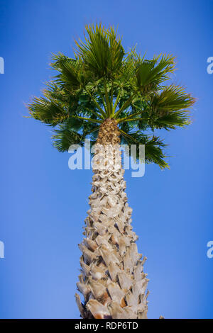 Palm tree, California Foto Stock