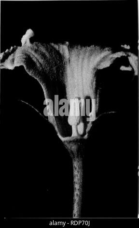 . Luther Burbank, i suoi metodi e scoperte e la loro applicazione pratica;. Di allevamento vegetale. Zucca Pollen-Bearing Blossom molte piante portano il polline e ovulo su fiori separati, in modo tale che seU-jertnization è impossibile. Essi sono detti essere dioica. Questa immagine mostra un fiore di zucca con il modificato e raggruppata stami al suo centro il cuscinetto o quantità gu polline. La presenza di insetti nel visitare il fiore portano il polline sui loro corpi o piedi e transjer ad altri fiori.. Si prega di notare che queste immagini vengono estratte dalla pagina sottoposta a scansione di immagini che possono essere state migliorate digitalmente per ri Foto Stock