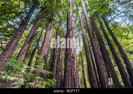 Alberi di sequoia (Sequoia sempervirens) foresta, California Foto Stock