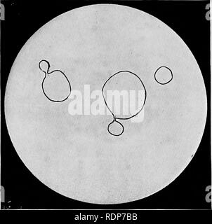 . L'origine della vita, la sua base fisica e definizione. Vita (biologia). VIII. Si prega di notare che queste immagini vengono estratte dalla pagina sottoposta a scansione di immagini che possono essere state migliorate digitalmente per la leggibilità - Colorazione e aspetto di queste illustrazioni potrebbero non perfettamente assomigliano al lavoro originale. Burke, John Benjamin Butler, 1873-. Londra, Chapman e Hall, Ltd. Foto Stock