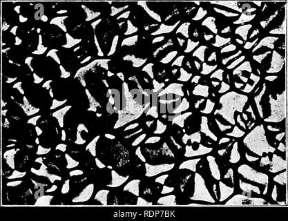 . L'origine della vita, la sua base fisica e definizione. Vita (biologia). 0^1 'mm III.. IV. Lehmann di cristalli liquidi. (Vedi pagina 106). {a faccia pagina IIS.. Si prega di notare che queste immagini vengono estratte dalla pagina sottoposta a scansione di immagini che possono essere state migliorate digitalmente per la leggibilità - Colorazione e aspetto di queste illustrazioni potrebbero non perfettamente assomigliano al lavoro originale. Burke, John Benjamin Butler, 1873-. Londra, Chapman e Hall, Ltd. Foto Stock